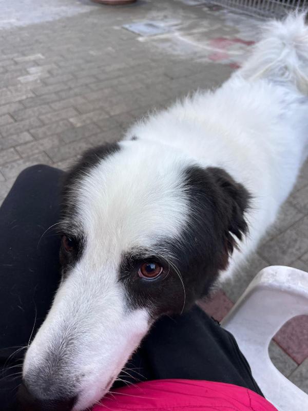 SIMBA MAREMMANO Foto 8